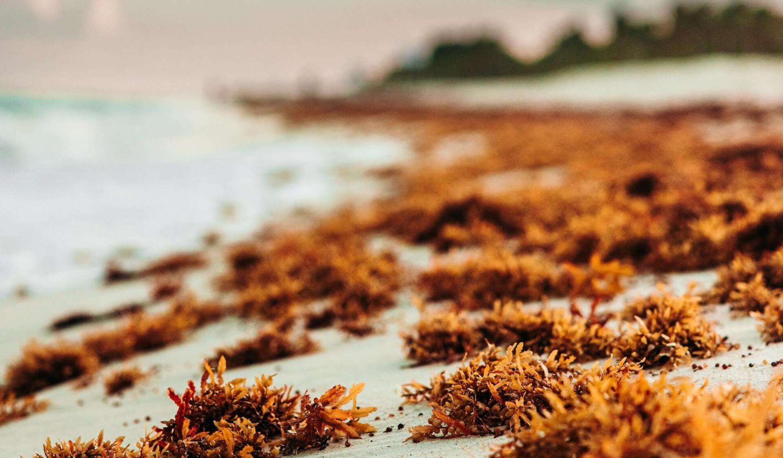 How to Use Sea Moss for Weight Loss